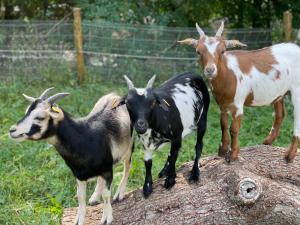 three goats standing on top of a log at Eifel-Apartments Orsfeld in Orsfeld
