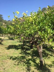 uma linha de árvores num campo de relva em Frank Sinatra - Appartamento vicino Taormina em SantʼAlessio Siculo