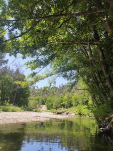 une rivière avec un arbre suspendu au-dessus dans l'établissement Gîte et jardin en bord de rivière, à Saumane