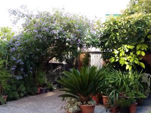 a garden with purple flowers and plants at Metro Casa Música Apartments and Rooms in Porto