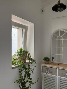 Fotografie z fotogalerie ubytování Zia Marietta Guest House v destinaci Altamura