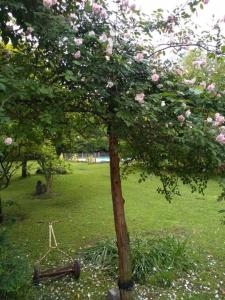 een boom met een schommel in een veld met roze rozen bij Quinta - Casa de Campo in Merlo