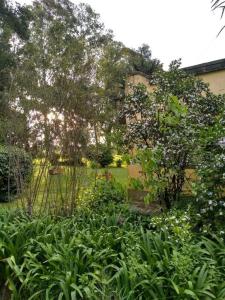einen Garten mit grünen Pflanzen und Bäumen und ein Gebäude in der Unterkunft Quinta - Casa de Campo in Merlo