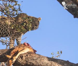 un leopardo in piedi sopra un albero di Kambaku River Lodge a Malelane