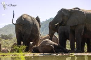 un grupo de elefantes parados en el agua en Kambaku River Lodge, en Malelane