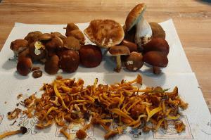 a pile of mushrooms on a napkin on a table at Chambre bohème au domaine de Fangorn in Glux