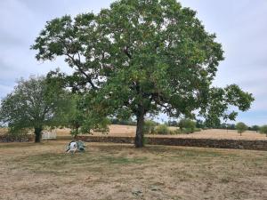 dos personas sentadas bajo un árbol en un campo en Longère près de Rocamadour et Padirac, en Alvignac