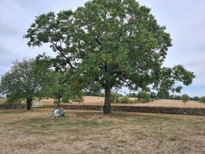 AlvignacLongère près de Rocamadour et Padirac的两个人坐在田野的树下