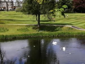 2 cygnes nageant dans un étang dans un parc dans l'établissement Gleneagles Country Apartments, à Auchterarder