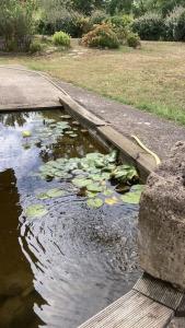 a small pond with lily pads in the water at Clos du Palens Agen - Que des amis, que du bonheur in Laugnac