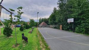 a dog is standing on a basketball court at Magaze de Luxe in Gradačac
