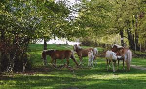 un grupo de caballos parados en un campo en Кошарите Стражата, en Tsŭrvenyano