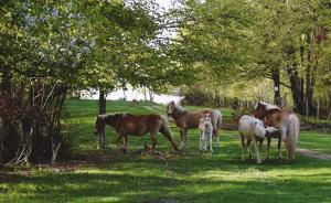 un grupo de caballos parados en un campo en Ранчо Бандера en Tsŭrvenyano