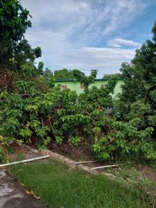 Un edificio está oculto por árboles y césped. en GranAnn's Place, en Kingston 10 fotos más
