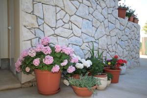 Zahrada ubytování Apartments with a parking space Punta kriza, Cres - 8082