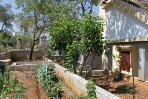 Zahrada ubytování Apartments with a parking space Sali, Dugi otok - 8152
