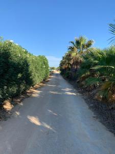 un camino de tierra con palmeras a ambos lados. en Panorama, en Lido Signorino