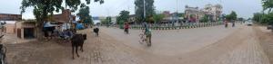 HOTEL ROYAL INN في Satna: رجل يركب دراجة أسفل الشارع مع بقرة