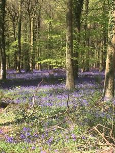 a carpet of blue flowers in the woods at Seaside Stay in Rustington