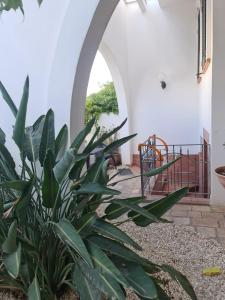 roślina przed korytarzem z łukiem w obiekcie Villa Gabriella w mieście Campomarino