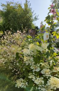 um jardim com flores e árvores brancas e amarelas em Sellina em Ostseebad Sellin