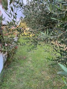 einen Garten mit einem Baum mit vielen Blättern in der Unterkunft Santa Catalina in Kalivia Poligirou