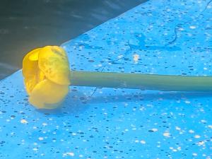 a toy banana sitting on top of a knife at Icuka vendèghàza in Kiskunlacháza