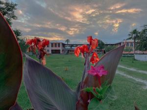 Taman di luar Matua guest house