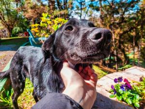 a person holding a black dog with their hand at Hotel Fazenda Golden Park Campos do Jordão in Campos do Jordão +201 photos