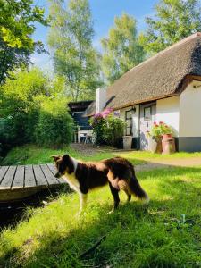 een hond die in het gras voor een huis staat bij Bakhuisje op de Veluwe in Heerde