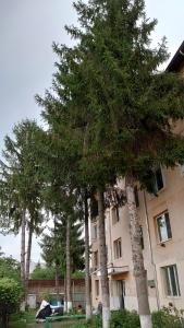 a group of trees in front of a building at Pink Boutique in Campina