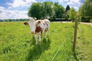 een bruine en witte koe in een veld bij Bakhuisje op de Veluwe in Heerde