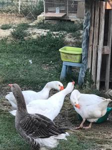 a group of ducks standing in the grass at B&B La casa di g.g. in Grottammare