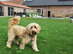 Animal sau animale de companie care stau la Vlaanderen Cozy Cottage