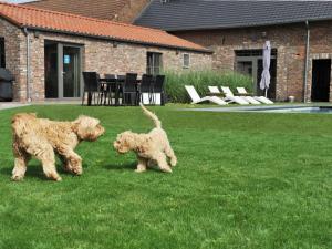 Animal sau animale de companie care stau la Vlaanderen Cozy Cottage