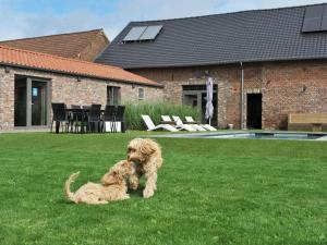 Ein Hund sitzt im Gras neben einem Haus. in der Unterkunft Splendid Holiday Home in Le Tignet South with Garden in Eisden