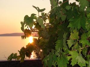 a bunch of grapes on a tree in front of the water at Villa Arca Adriatica in Sveti Juraj