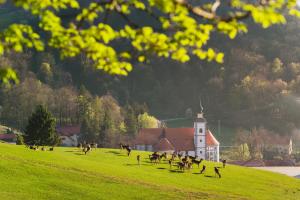 eine Gruppe von Tieren, die auf einem Feld in der Nähe einer Kirche weiden in der Unterkunft Guesthouse Jelenov greben in Podčetrtek