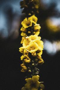 a group of yellow flowers on a tree branch at La tanière Dinant in Dinant
