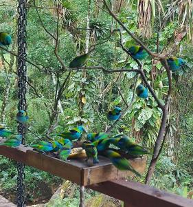 a group of colorful birds sitting on a swing at Paiol Eco Suites in Paraty
