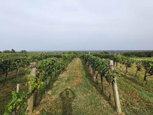 une rangée de vignes dans un vignoble dans l'établissement Green Gables, à Zalakaros