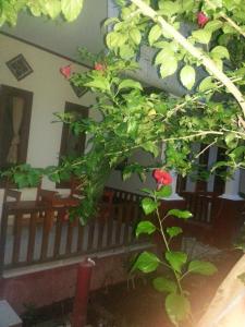 a tree with a red rose next to a bench at Family bungalow in Gili Meno