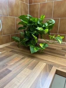 UBYTOVÁNÍ ALENA في أوسترافا: وجود نبات أخضر على طاولة خشبية