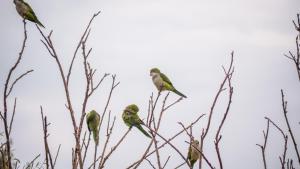 un grupo de aves posadas sobre un árbol en Pampas del Sur Hotel y Spa de campo en Cañuelas