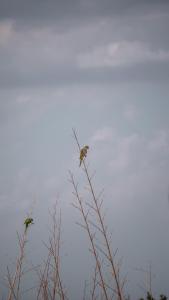 dos pájaros sentados en la parte superior de una rama de árbol en Pampas del Sur Hotel y Spa de campo en Cañuelas