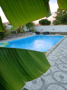 a large green leaf next to a swimming pool at Les Bichettes in Mortagne-sur-Sèvre