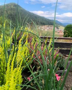 un giardino fiorito e una montagna sullo sfondo di Appartement mit herrlicher Aussicht übers Murgtal a Baiersbronn