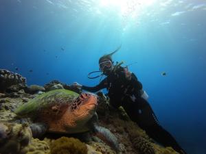 a diver and a turtle on a coral reef at 海島旅人 Diving Hostel in Green Island