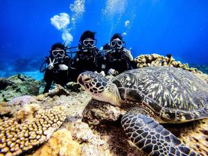 a group of people in the ocean with a turtle at 海島旅人 Diving Hostel in Green Island