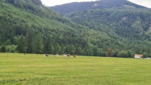 Gallery image of Radovna Mountain Valley Cottage in Zgornje Gorje
